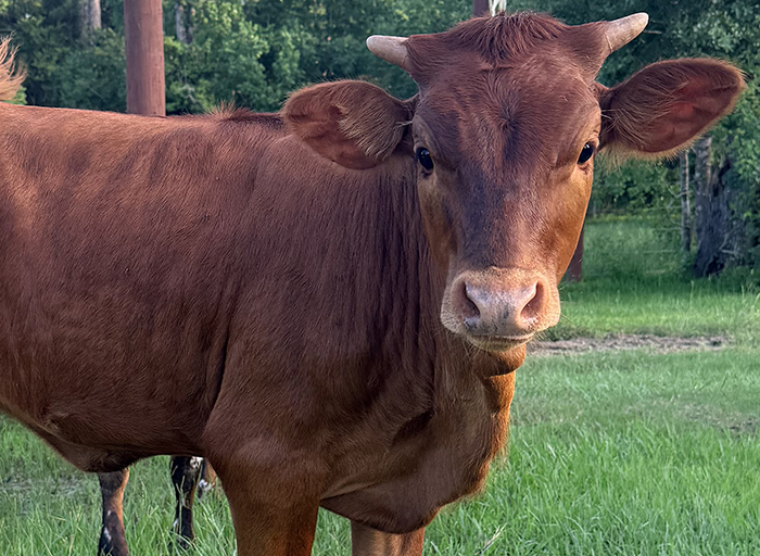 longhorn calf for sale